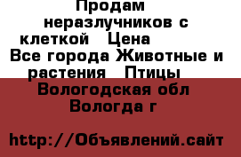 Продам 2 неразлучников с клеткой › Цена ­ 2 500 - Все города Животные и растения » Птицы   . Вологодская обл.,Вологда г.